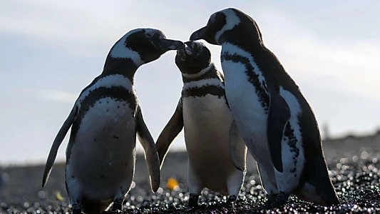 Epic Animal Migrations: Patagonia