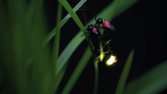 Japon, un nouveau monde sauvage