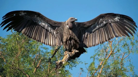 Vultures: Beauty in the Beast