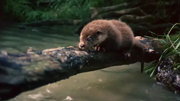 Watch Tarka the Otter Trailer