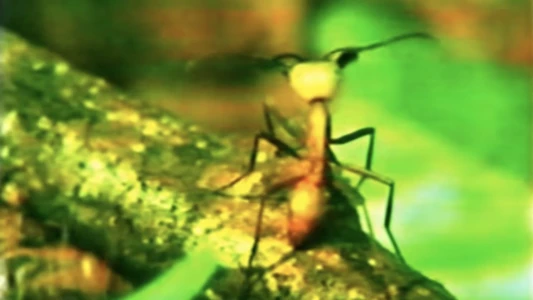 Watch A Thousand Million Million Ants Trailer