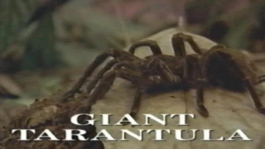 Predators of the Wild: Giant Tarantula