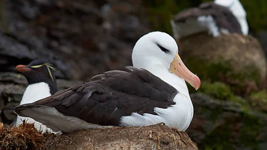 Albatros et gorfou, une fable australe