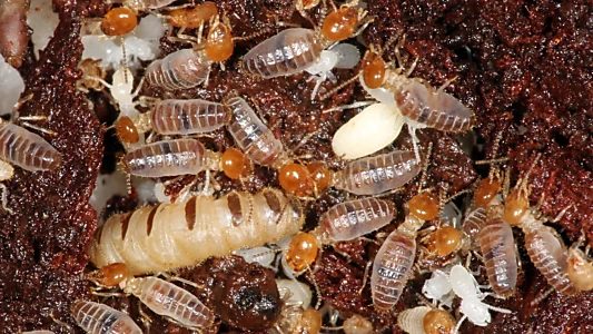 The World According to Termites