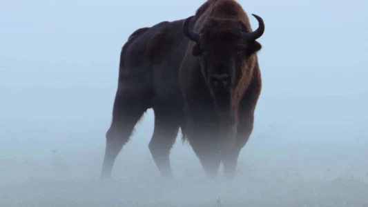 Le Bison d'Europe, colosse de la forêt