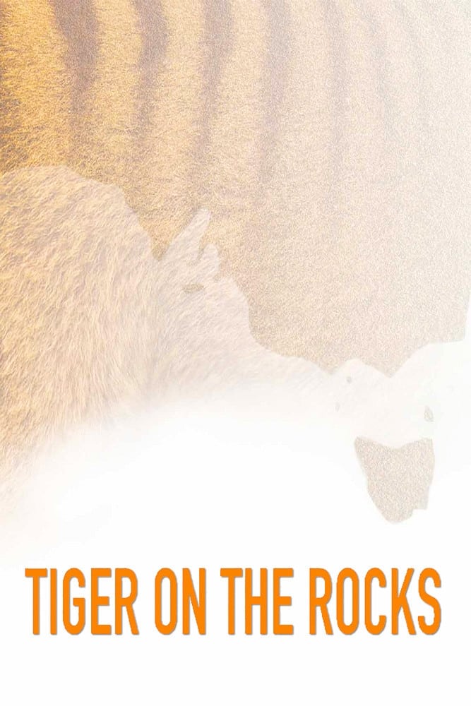 Tiger on the Rocks