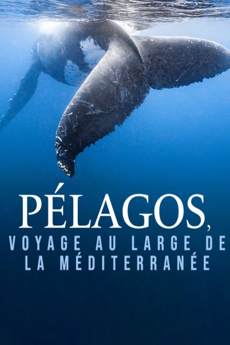 Pélagos, voyage au large de la Méditerranée