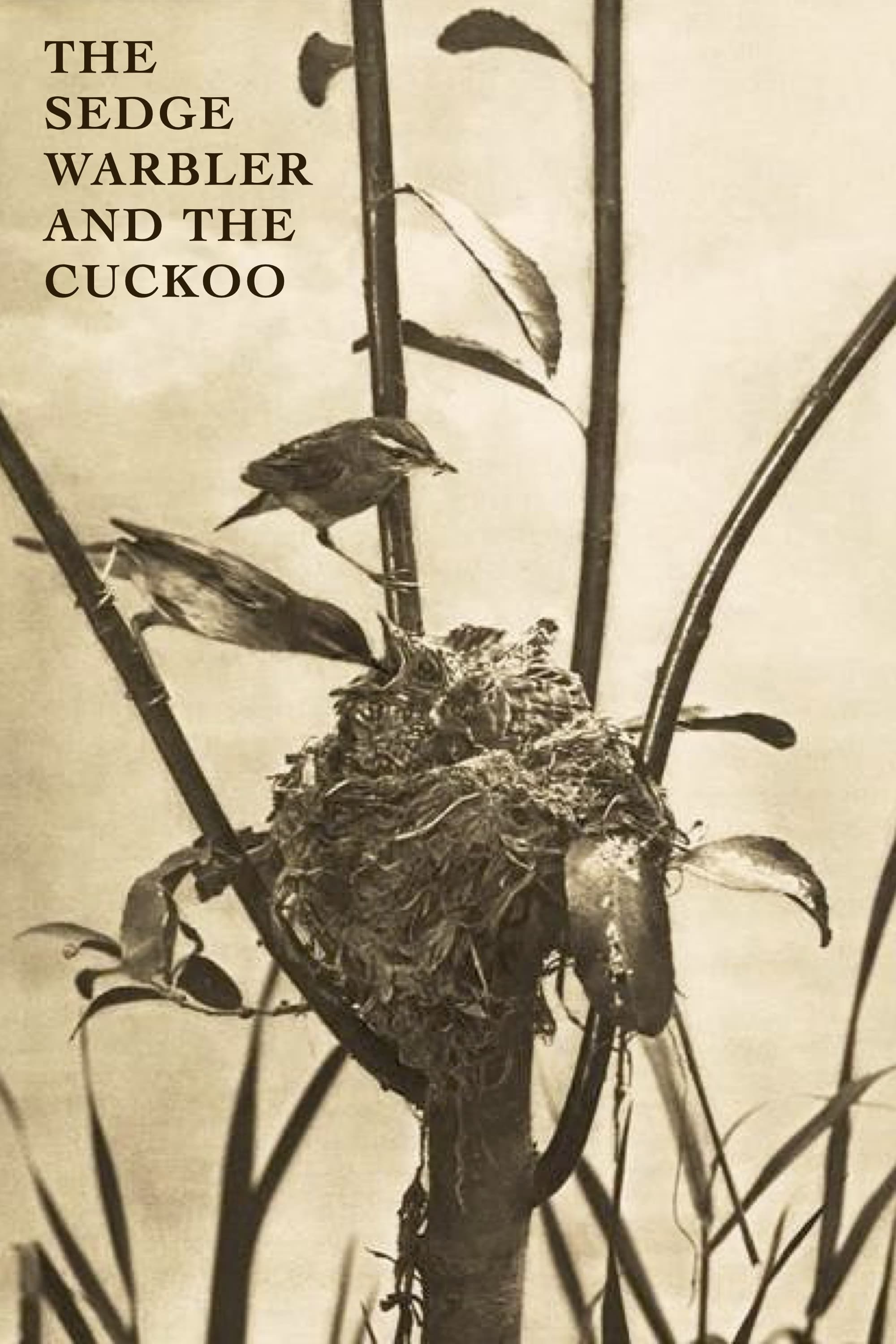 The Sedge Warbler and the Cuckoo