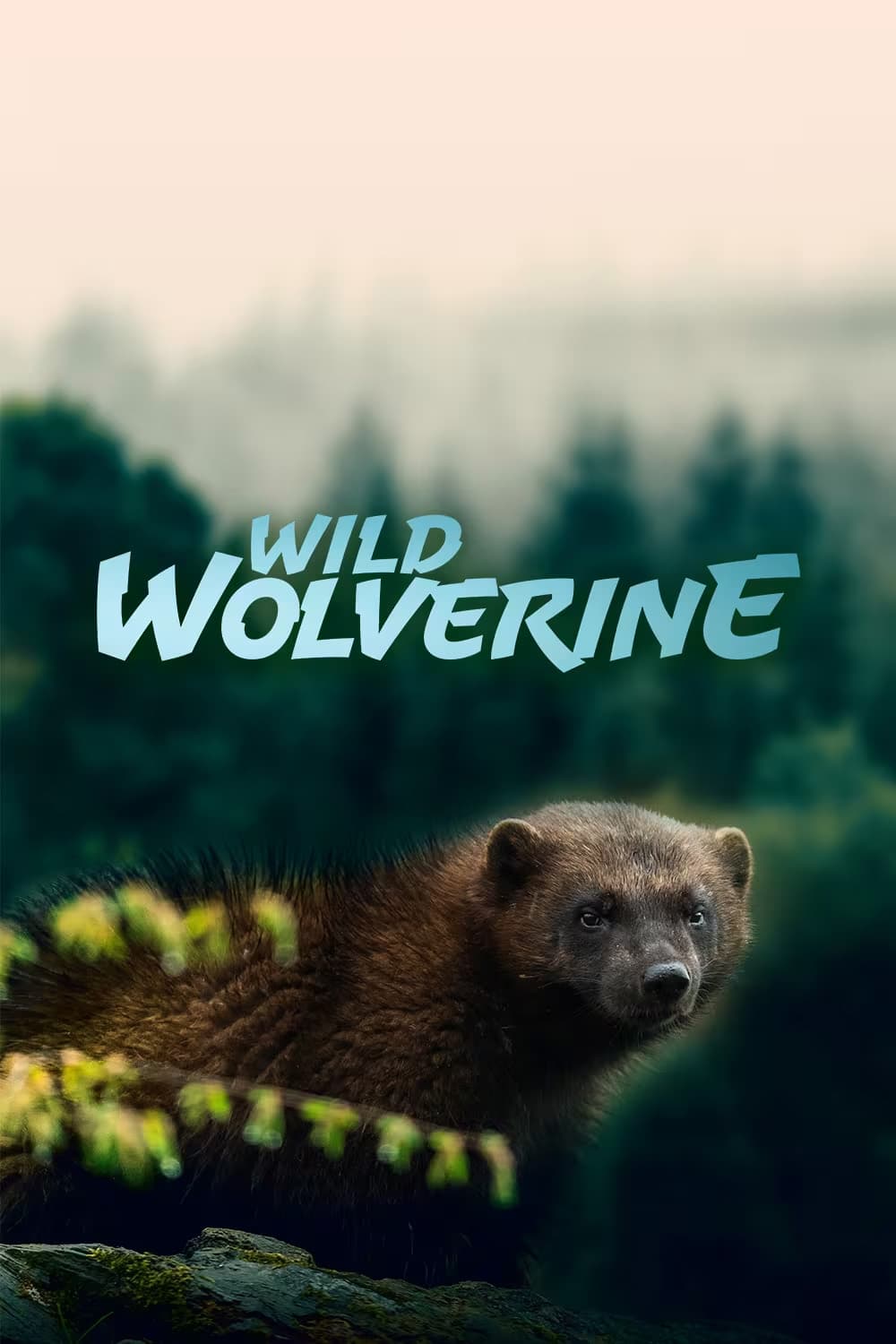 Wild Wolverine