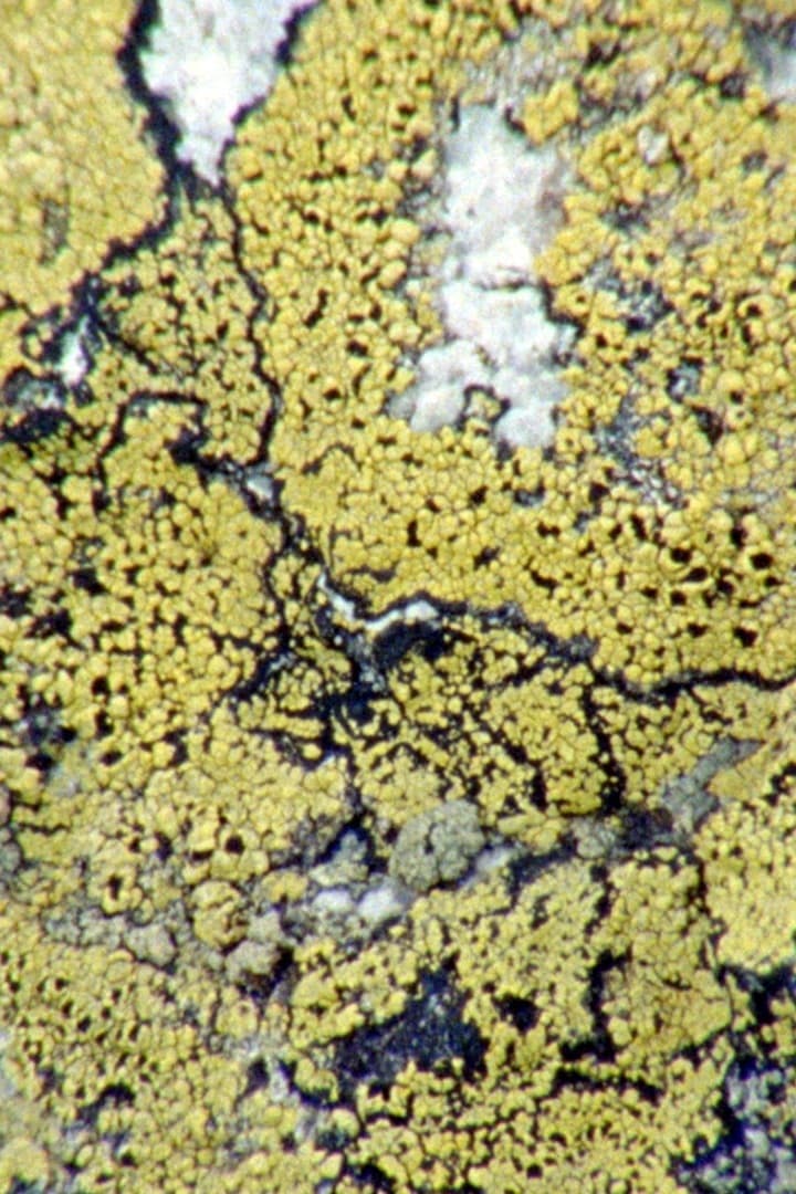 Lichens Are The Way