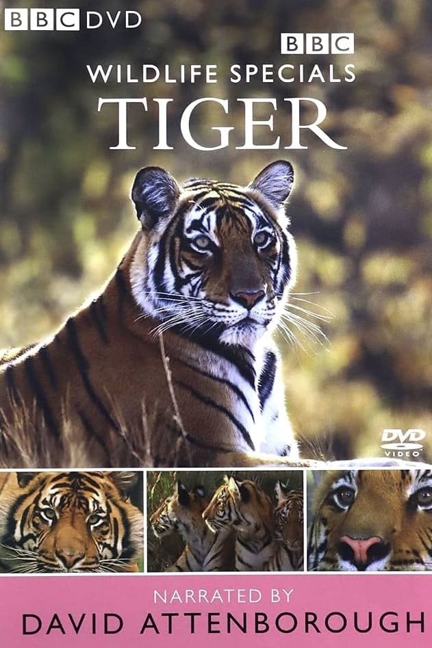 Tiger: The Elusive Princess