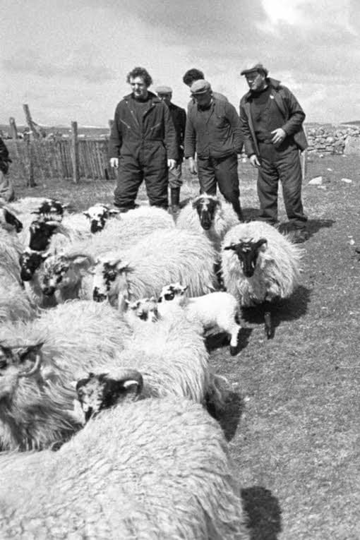 The Shepherds of Berneray