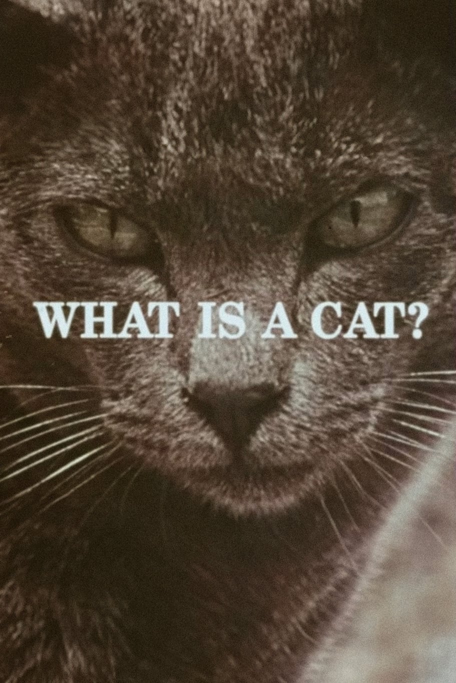What Is a Cat?
