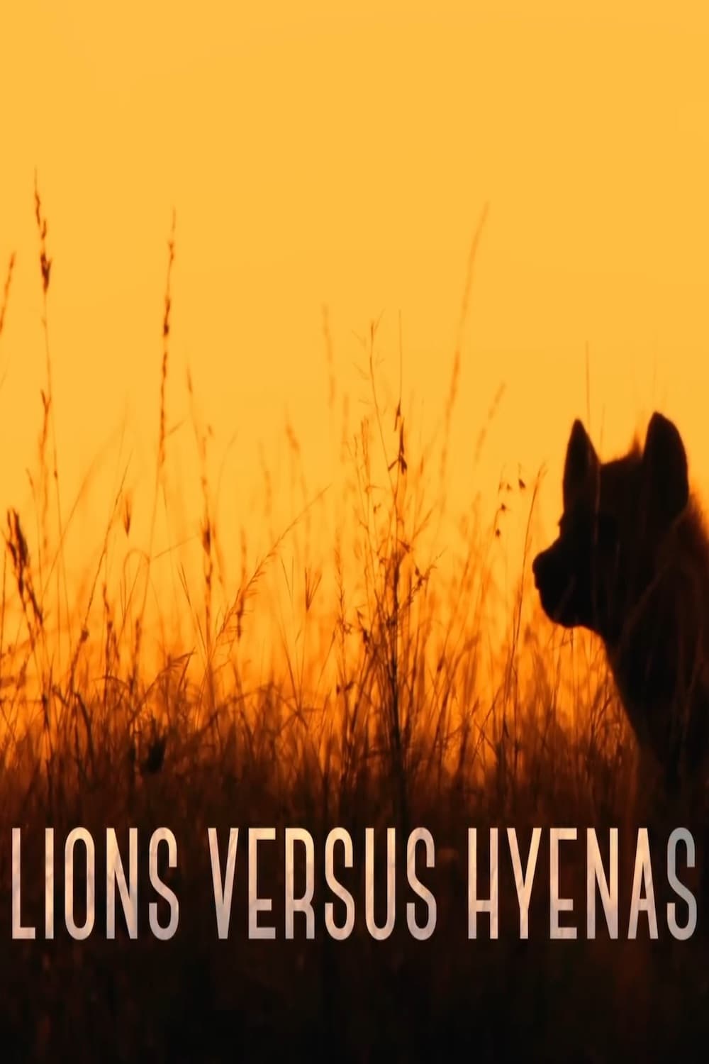 Lions versus Hyenas