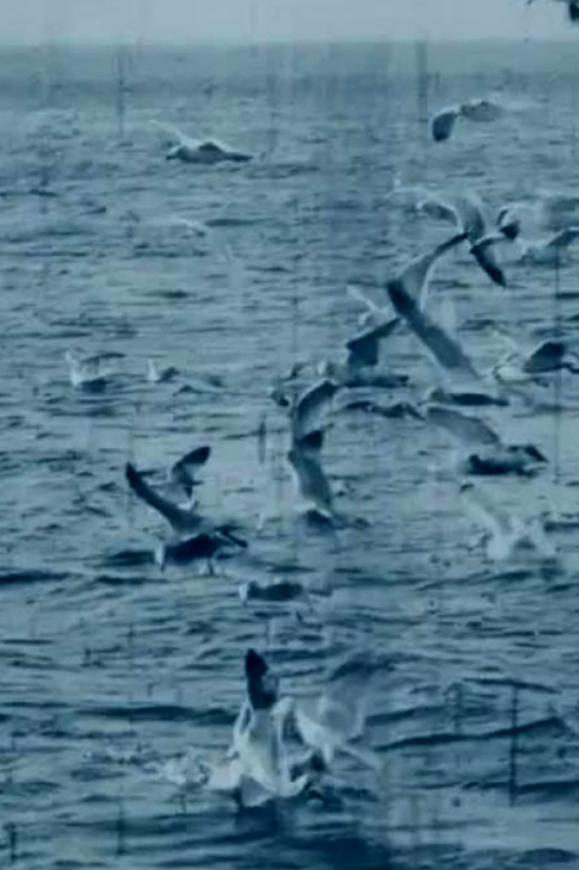 Feeding Seagulls off the Irish Coast