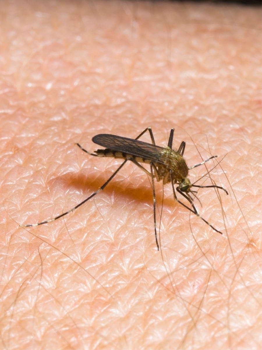 Mückenalarm - Invasion der Plagegeister