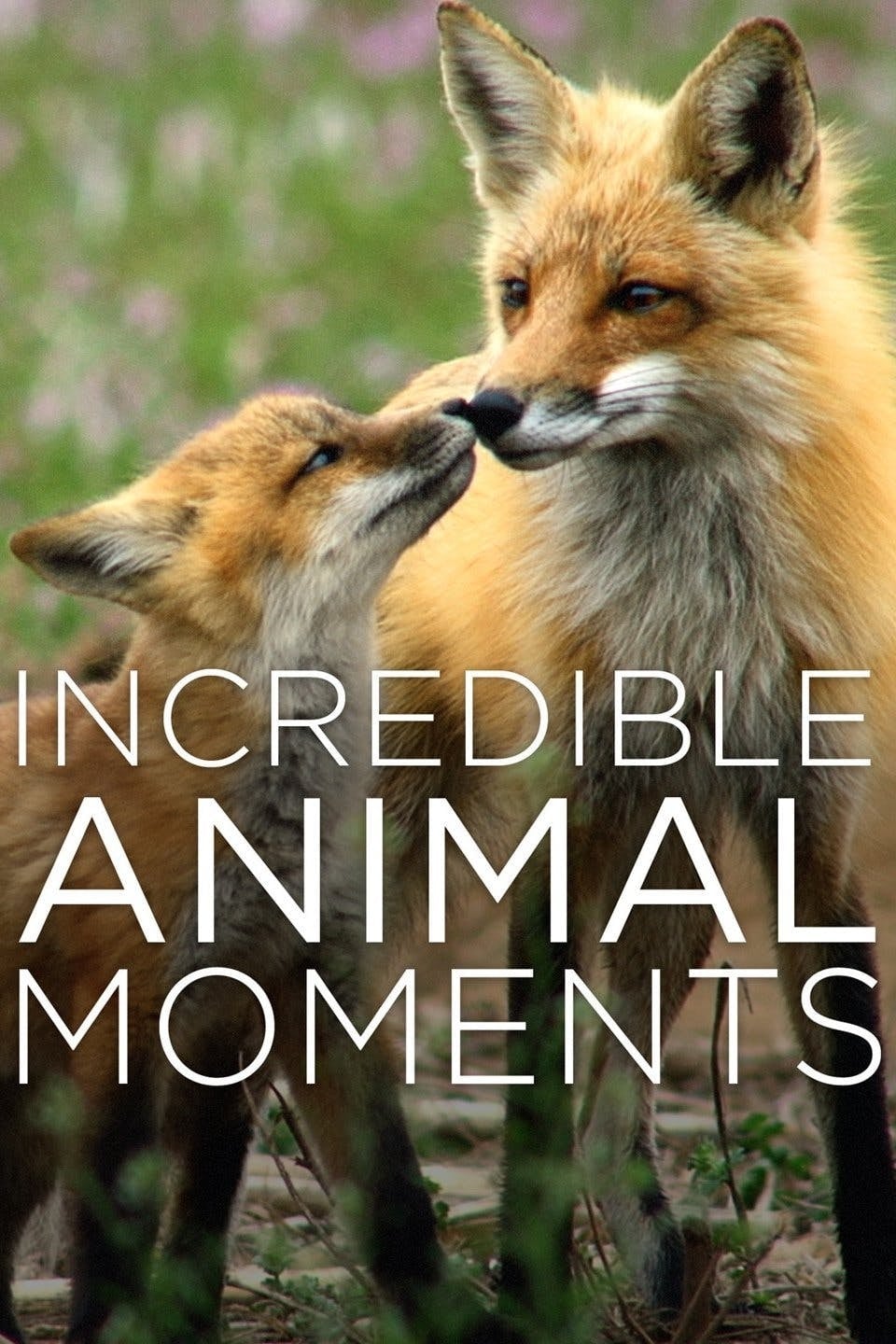 Incredible Animal Moments