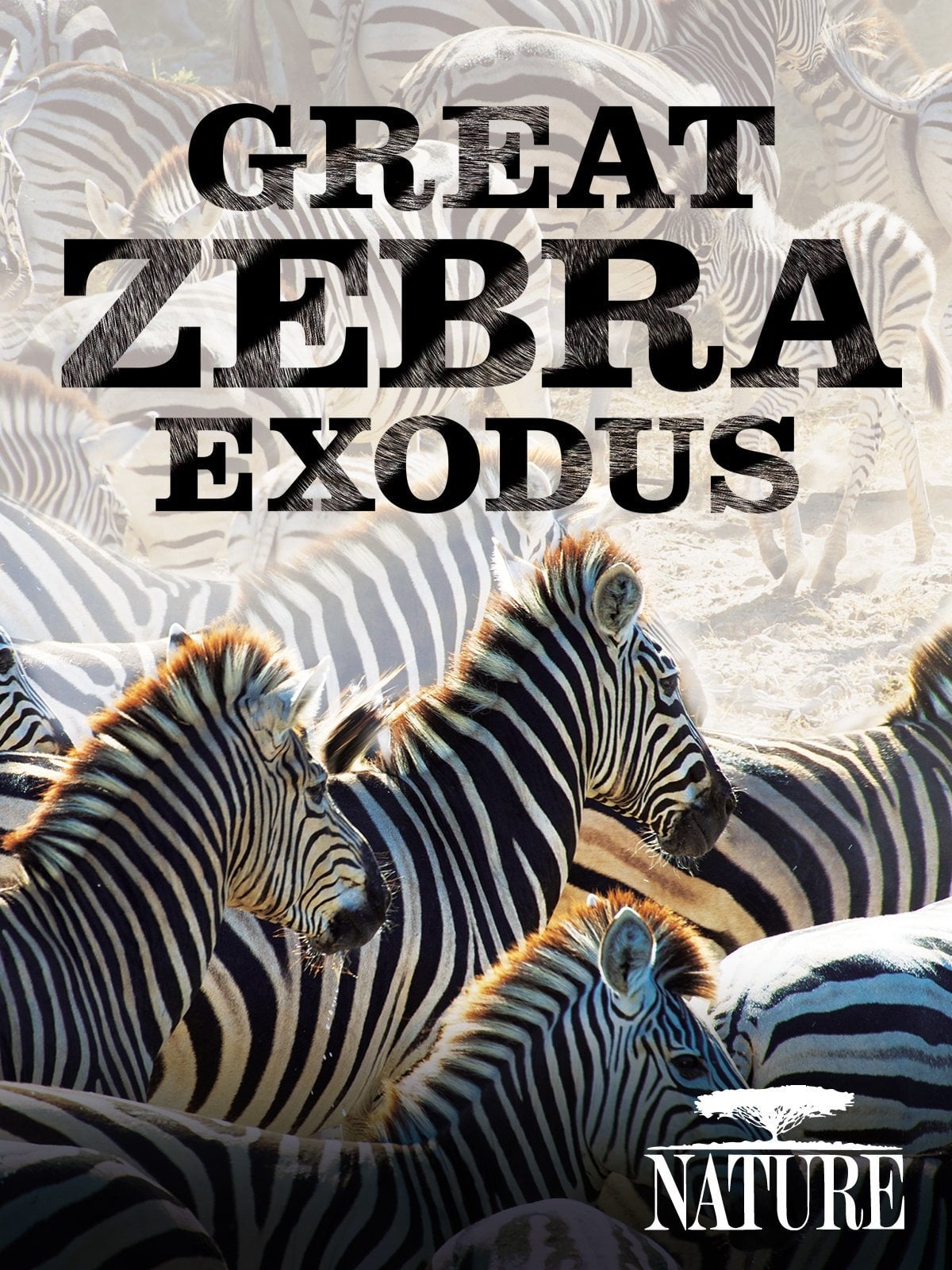 Nature: Great Zebra Exodus