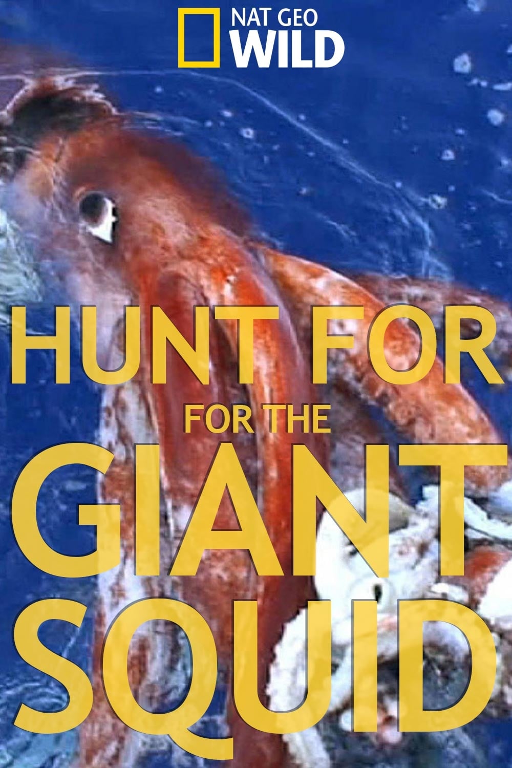 Hunt For The Giant Squid