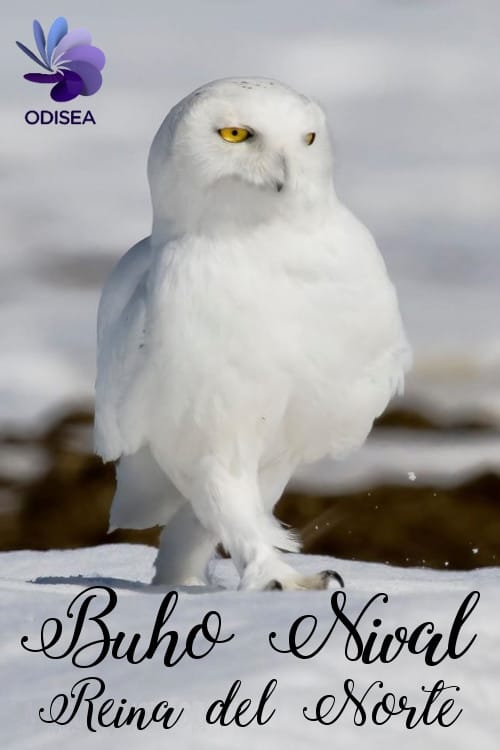 Snowy Owl, queen of the North