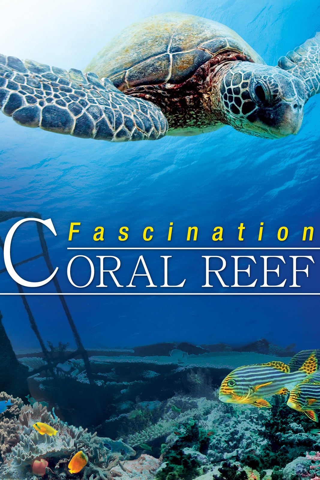 Fascination Coral Reef
