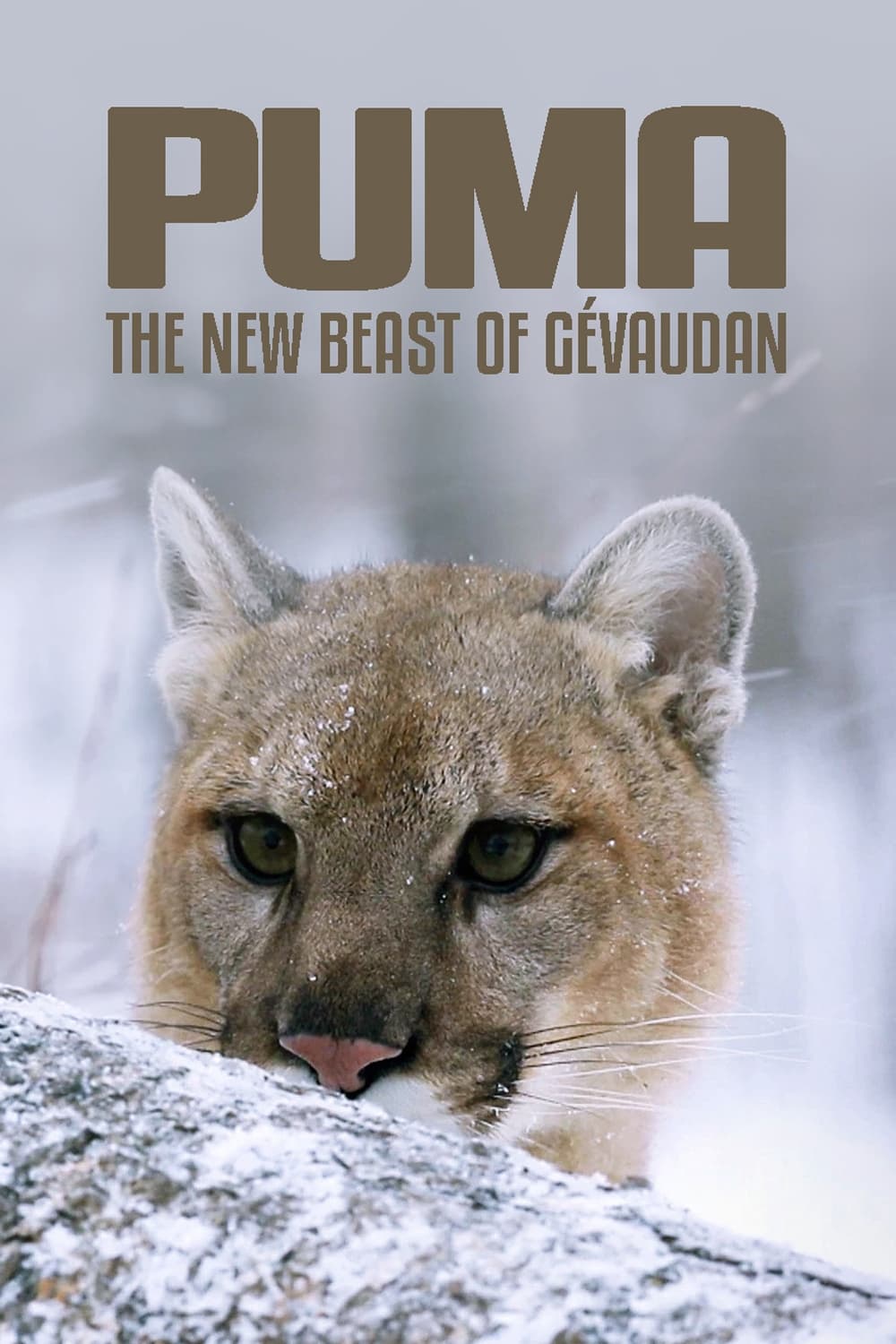 Puma, le fantôme du Gévaudan