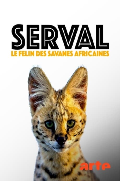 Servale - Afrikas unbekannte Katzen