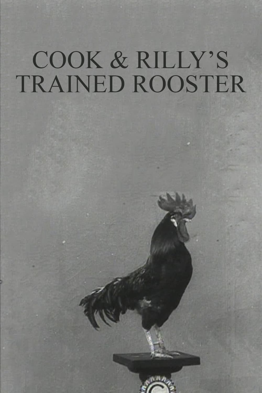Cook & Rilly's Trained Rooster