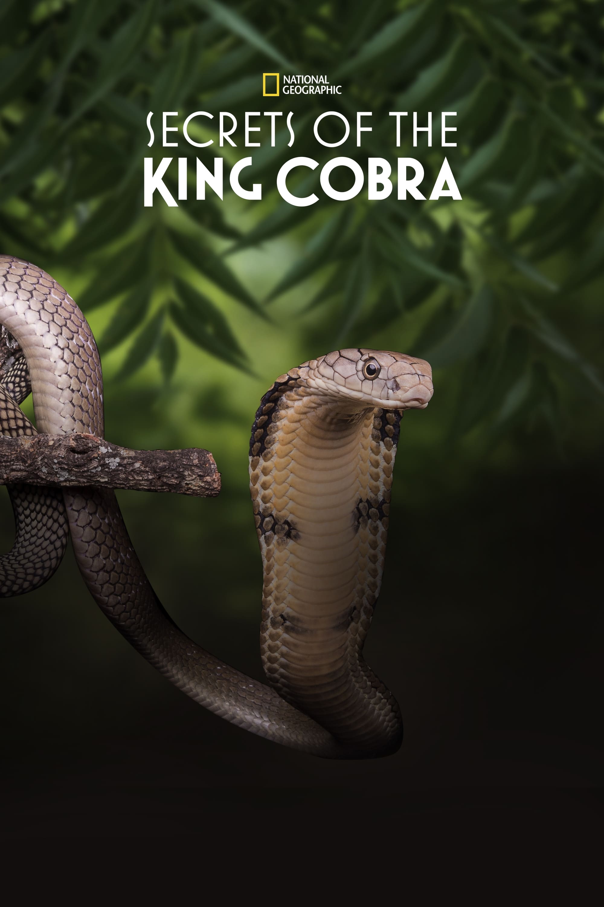 Secrets of the King Cobra
