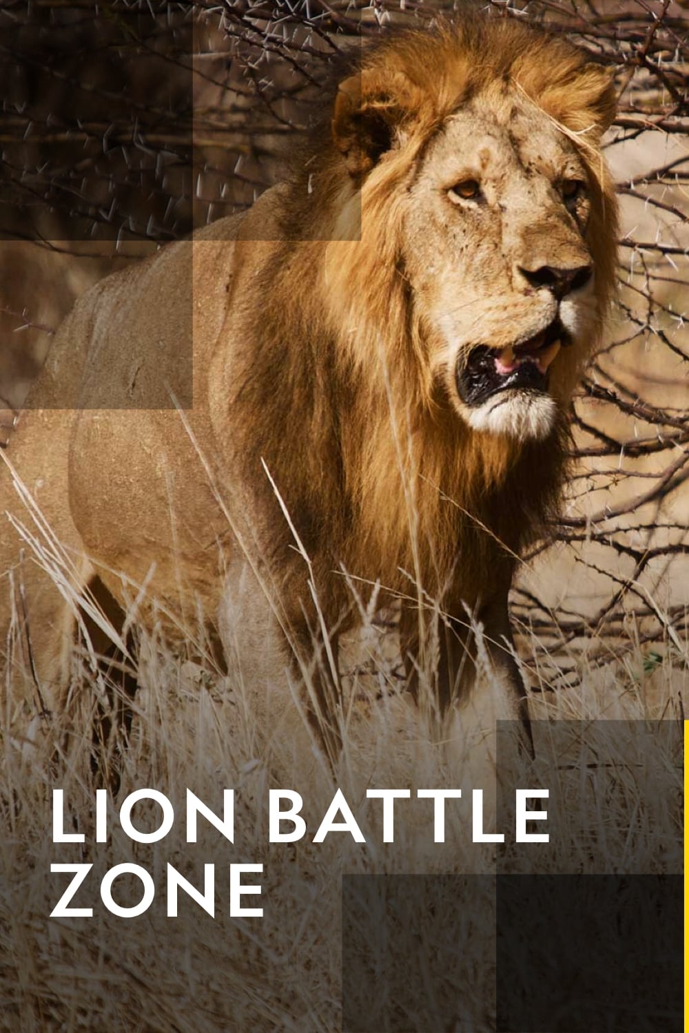 Lion Battle Zone