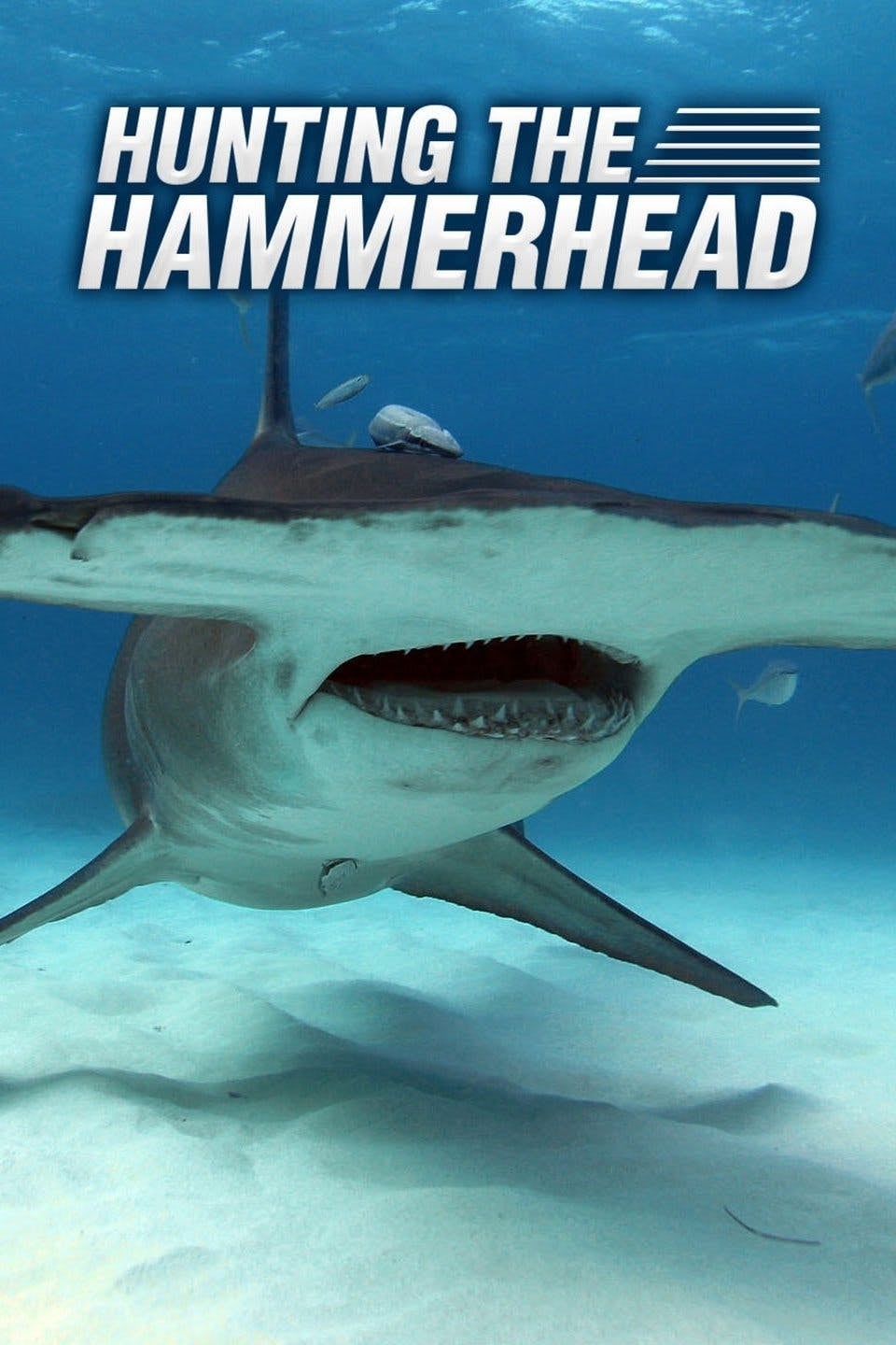 Hunting the Hammerhead