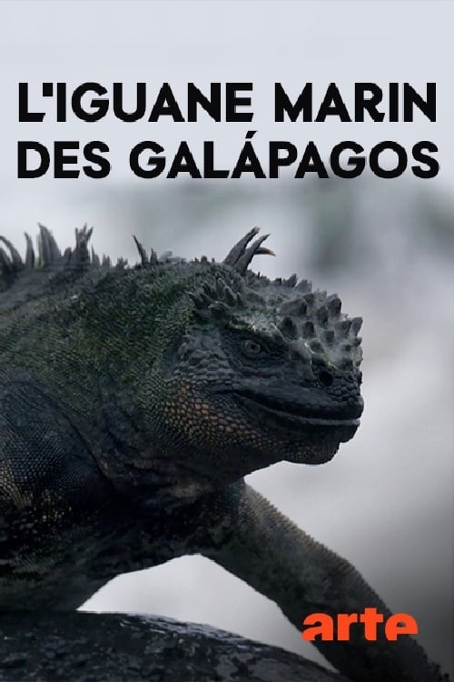 The Marine Iguanas of the Galapagos