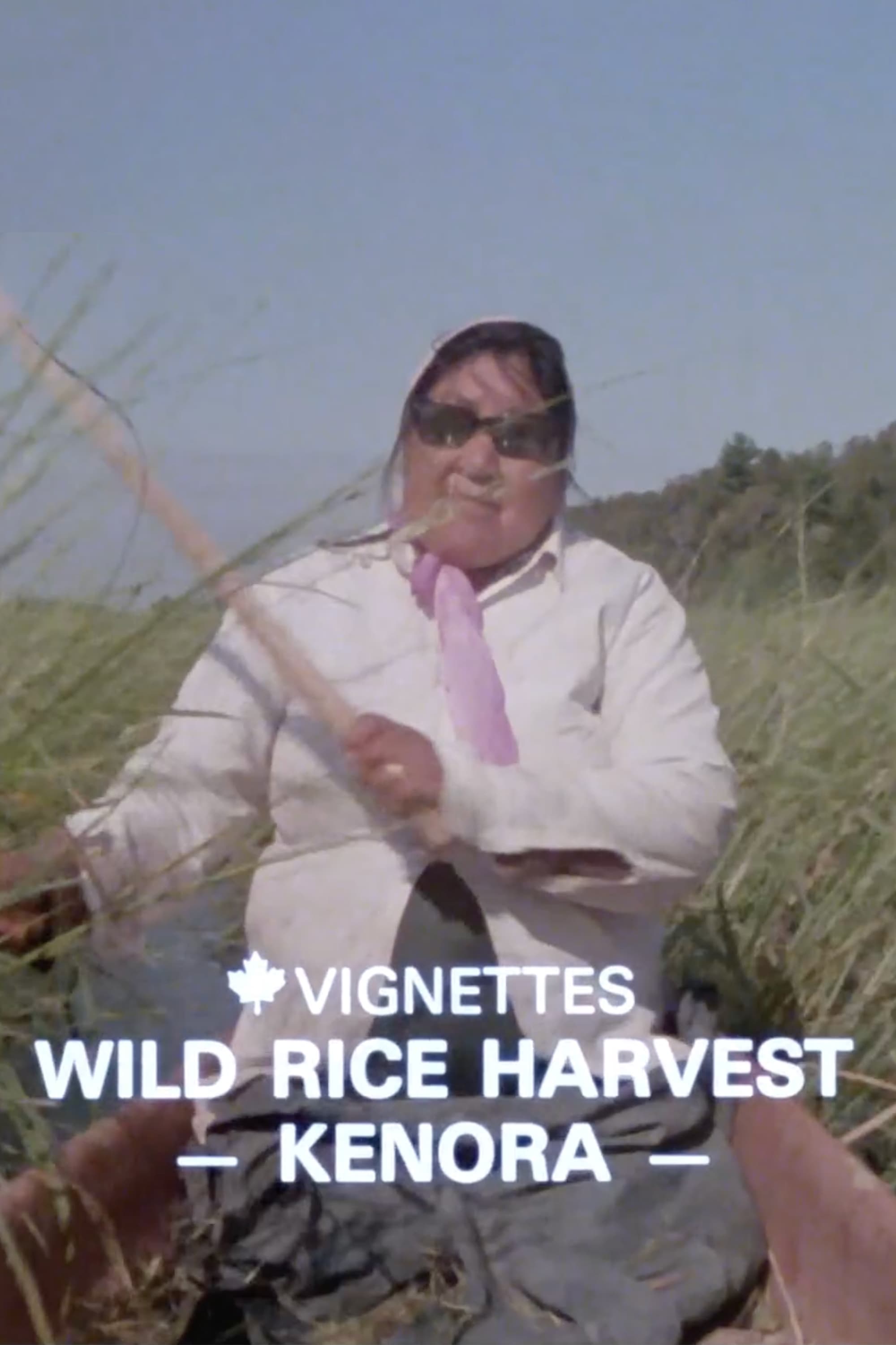 Canada Vignettes: Wild Rice Harvest Kenora