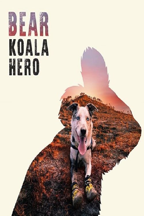 Bear: Koala Hero