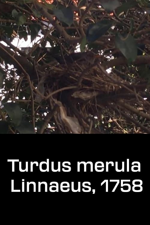 Turdus merula Linnaeus, 1758
