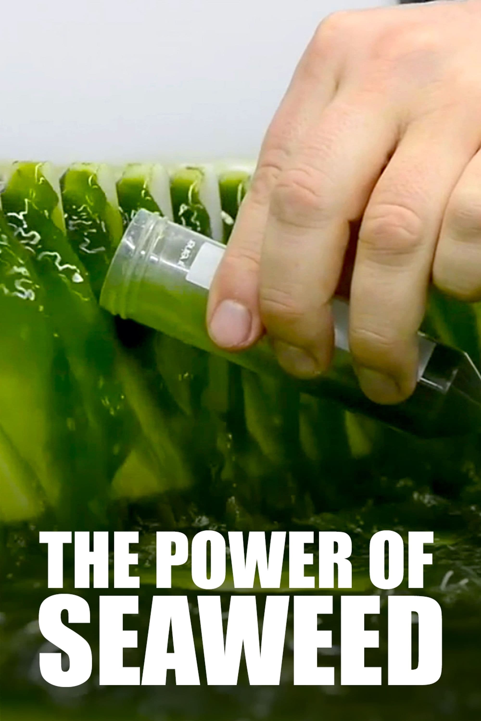 Les algues : Des pouvoirs insoupçonnés