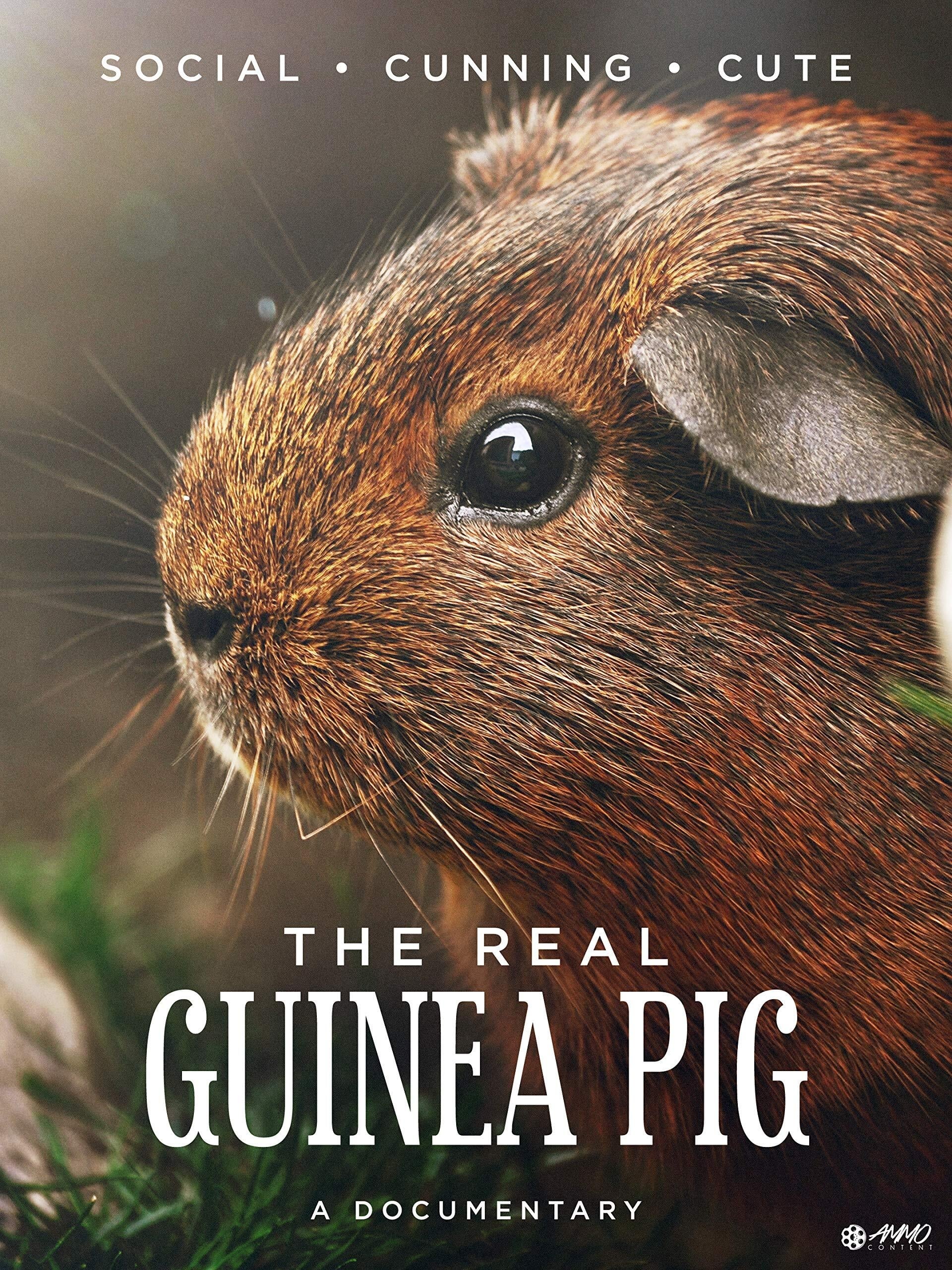The Real Guinea Pig