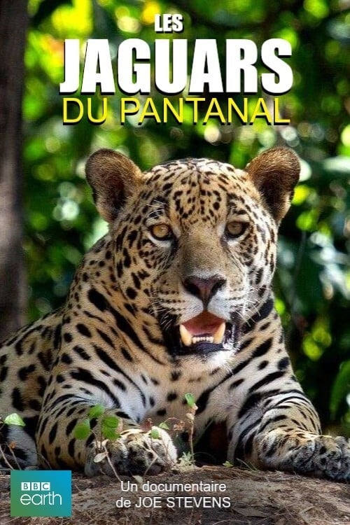 Jaguars of the Pantanal