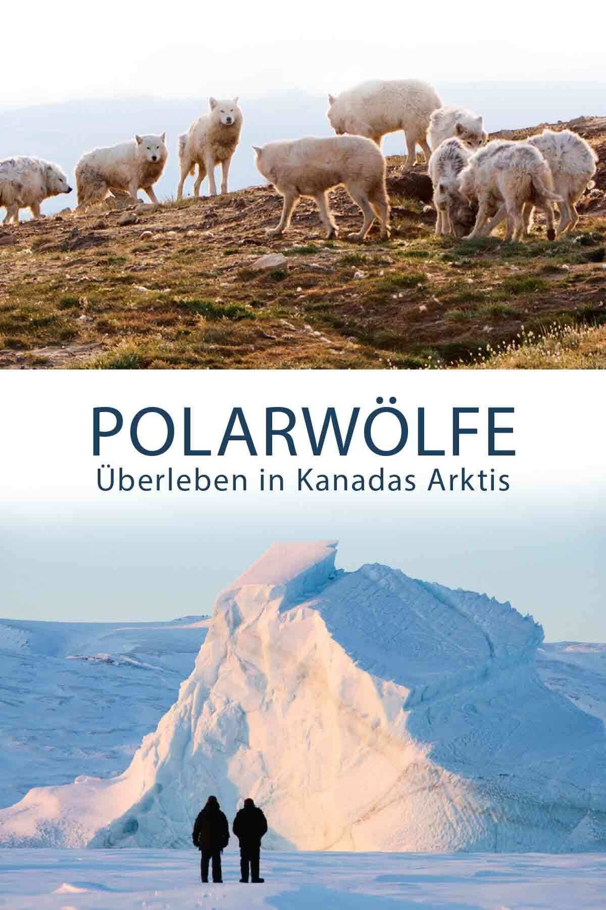 Polarwölfe - Überleben in Kanadas Arktis
