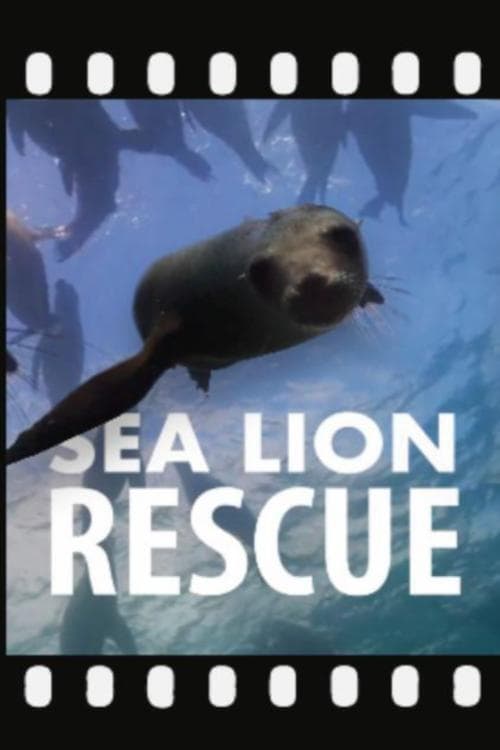 Sea Lion Rescue