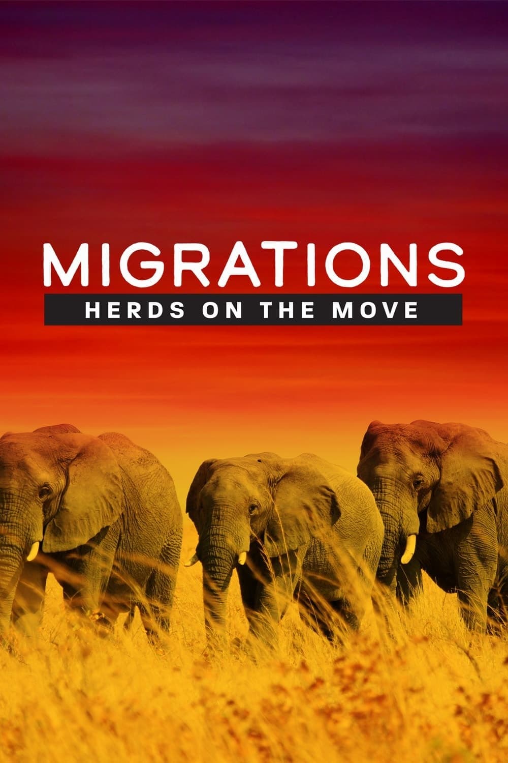 Migrations: Herds on the Move