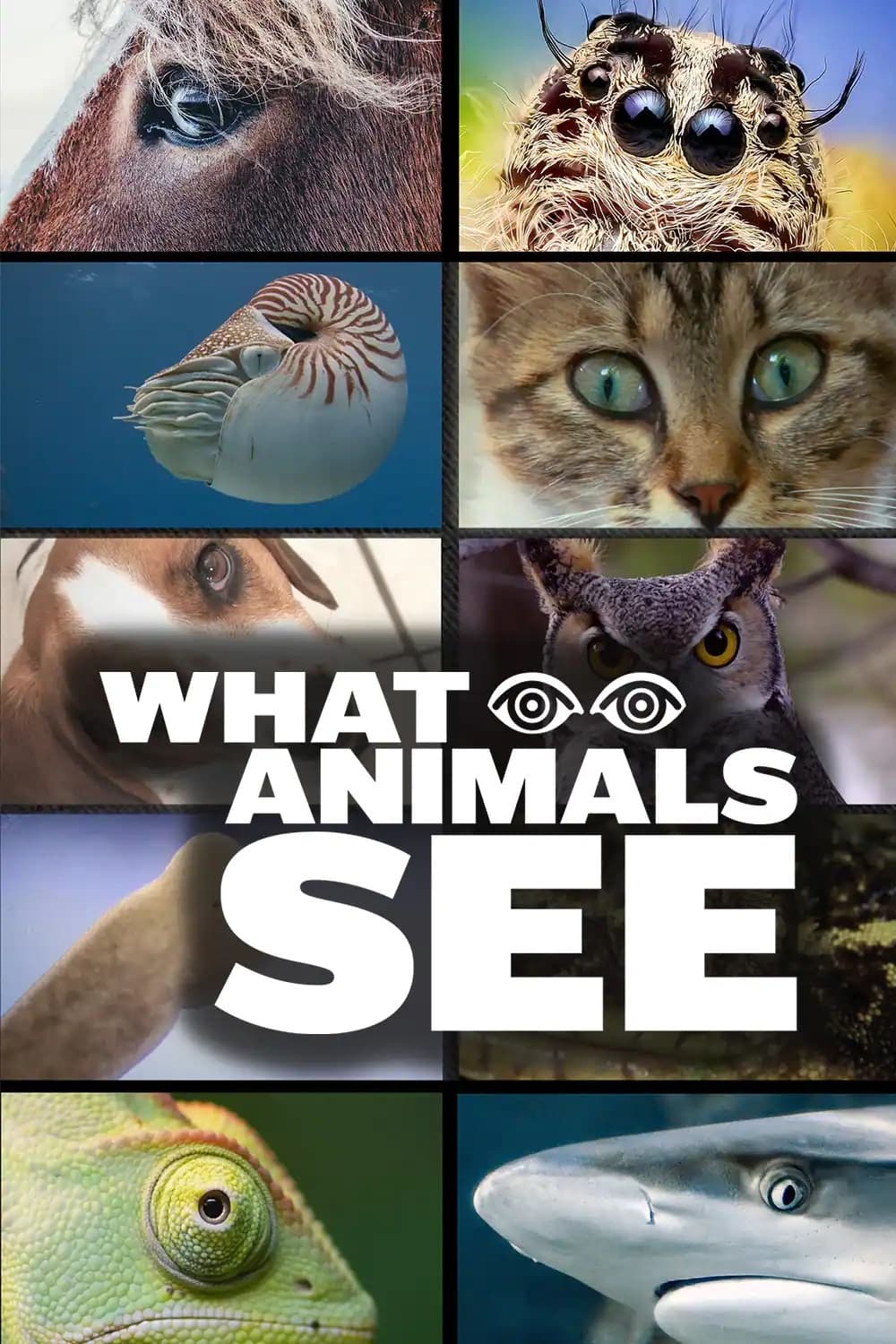 What Animals See