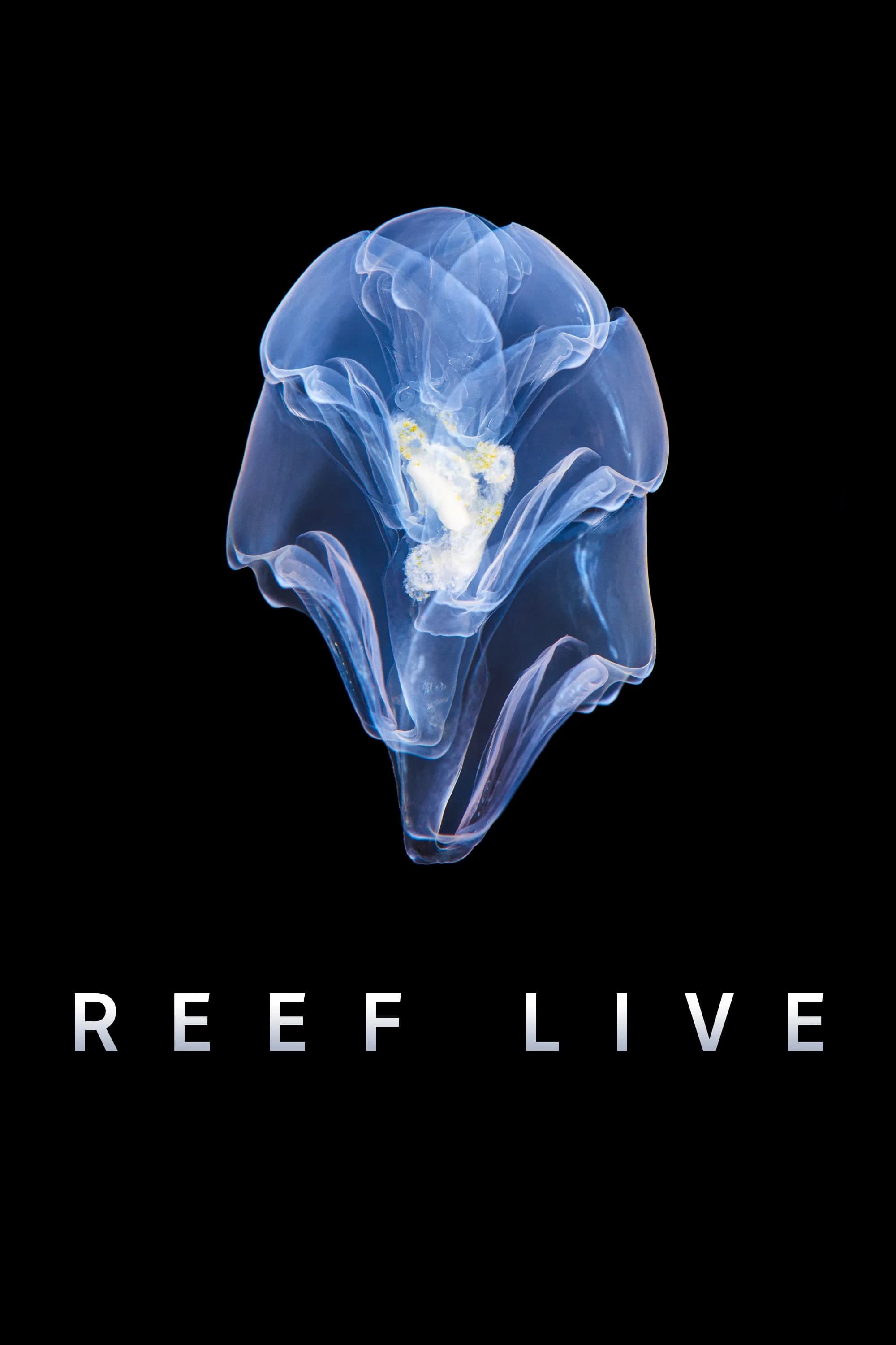 Reef Live