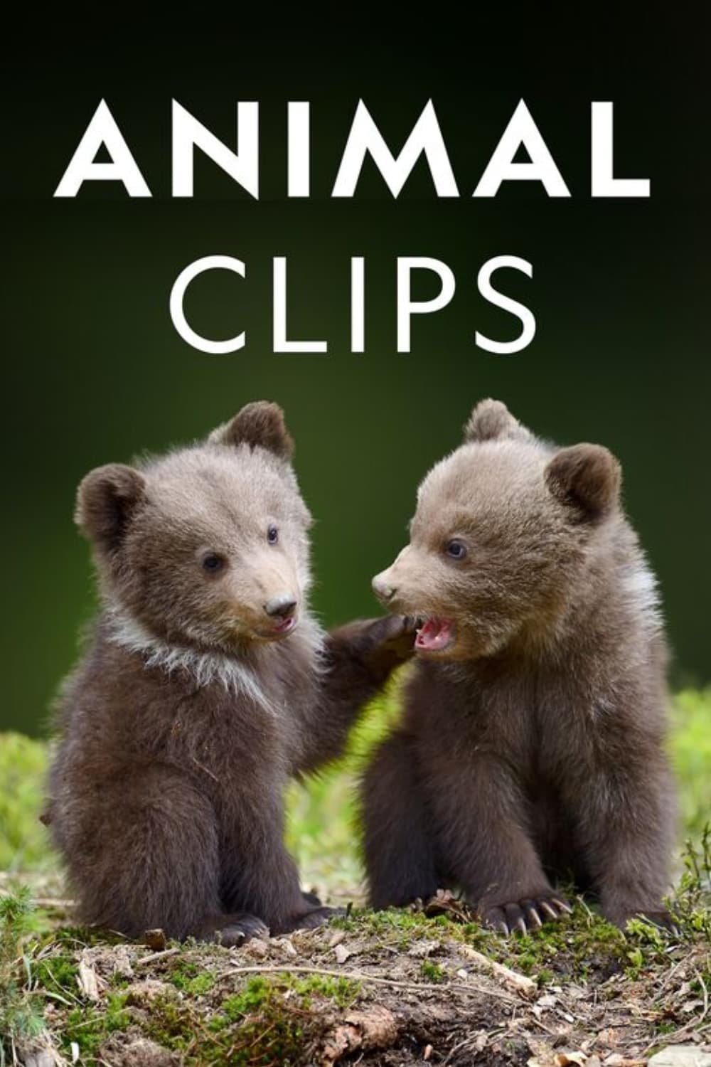 Animal Clips