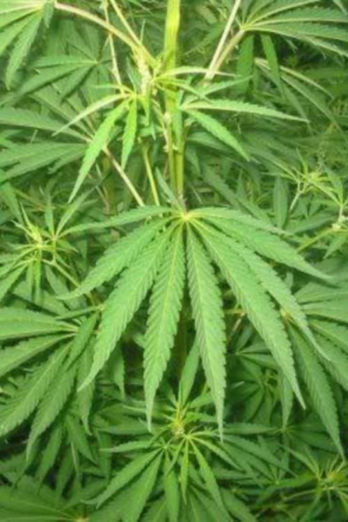 Le cannabis - Une plante entre le bien et le mal