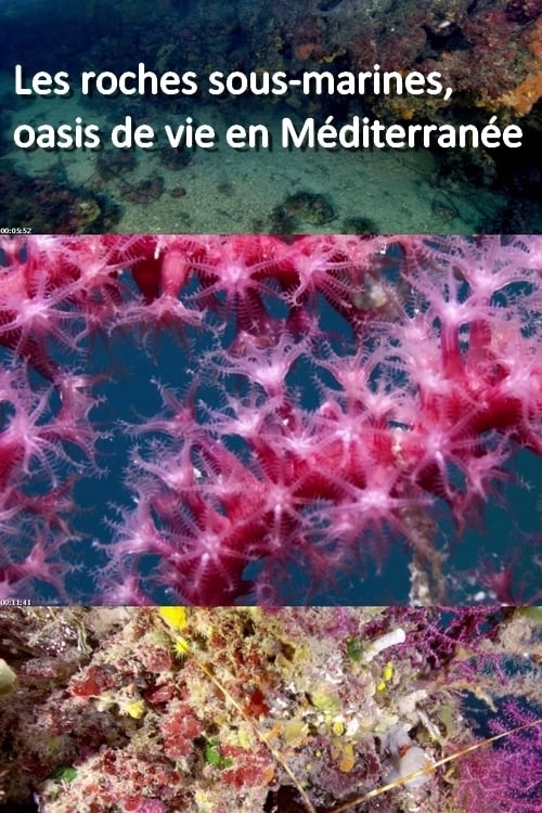 Les roches sous-marines, oasis de vie en Méditerranée
