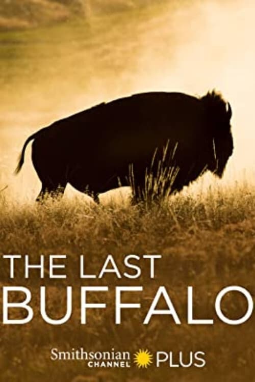 The Last Buffalo