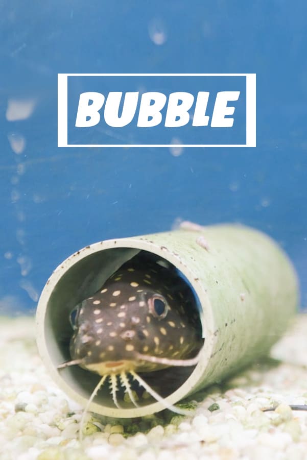 Bubble (2020)