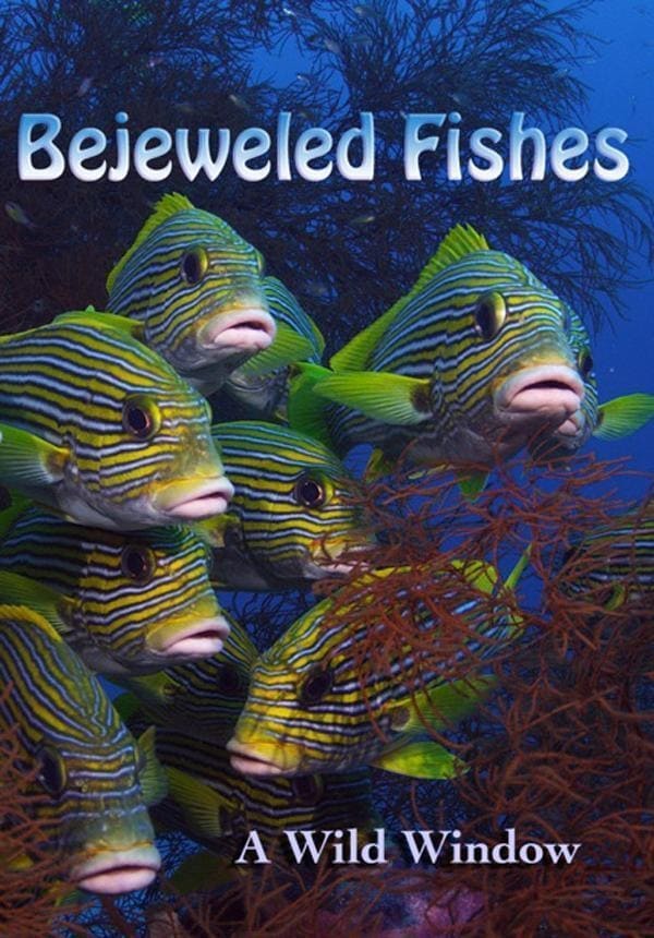 Wild Window: Bejeweled Fishes (2016)