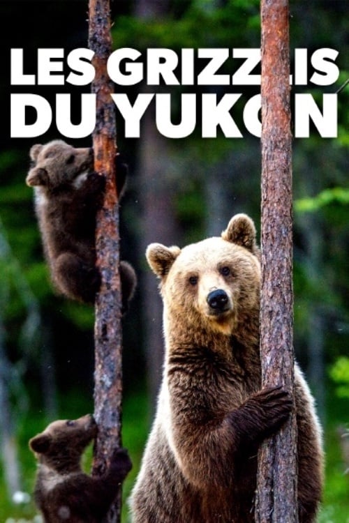 Les grizzlis du Yukon